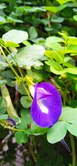 Purple flower of Clitoria ternatea