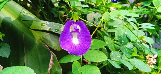 purple flower Clitoria ternatea