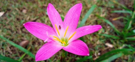Zephyranthes rosea a pink flower