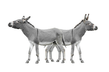 two donkey isolated on white background.