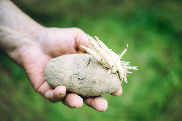 Farmer hands in gloves planting sprouts potatoes in soil ground with ashes close up. Sowing organic potato with sprout in garden