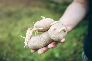 Farmer hands in gloves planting sprouts potatoes in soil ground with ashes close up. Sowing organic potato with sprout in garden
