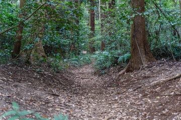 森の奥へ繋がる道