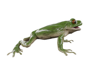 frog isolated on white