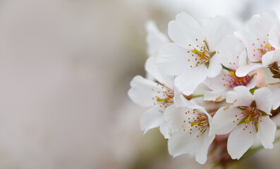 Natural white flower, blossom nature background