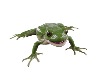 frog isolated on white