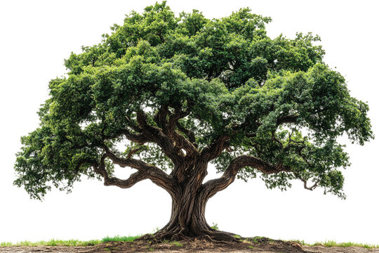 Majestic Oak Tree Isolated on transparent BackgroundOak bonsai tree isolated on transparent background