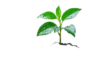 Vibrant Green Sprout With Dew Drops isolated on a transparent background