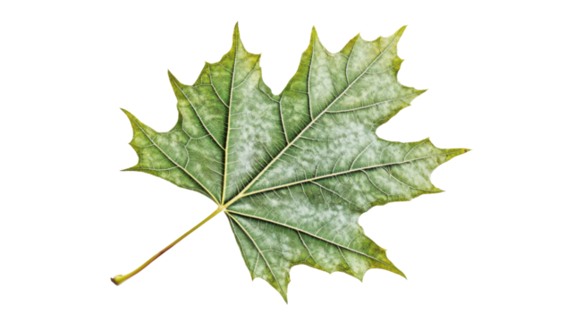Maple green  leaf on transparent background