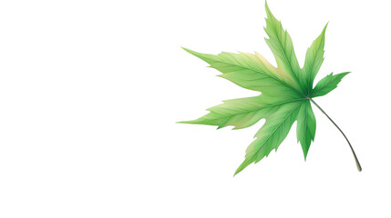 Fototapeta premium Maple green leaf on transparent background