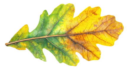 Oak green and yellow autumn leaf on transparent background 