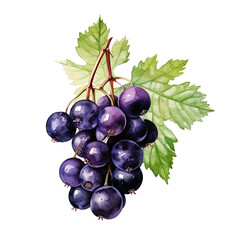 Fototapeta premium Grapes with green leaves, white isolate background watercolor