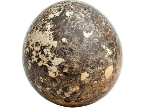 Isolated Textured Bird Egg