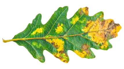 Oak green and yellow autumn leaf on transparent background 