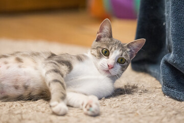 Furry cat pet lying on the floor