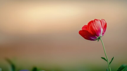 Fototapeta premium Delicate Red Flower Against a Soft Blurred Background for Nature Lovers