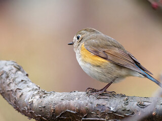 Close up view of cute female lovely Red-flanked Bluetail (Tarsiger cyanurus, family comprising flycatchers) standing on tree with blurry background.