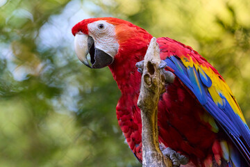 Popular and famous bird - parrot ara ararauna © denisapro