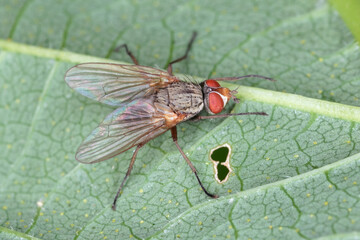 Beet leaf miner also known as mangold fly or spinach leaf miner, Pegomya hyoscyami. An adult individual on a green leaf.