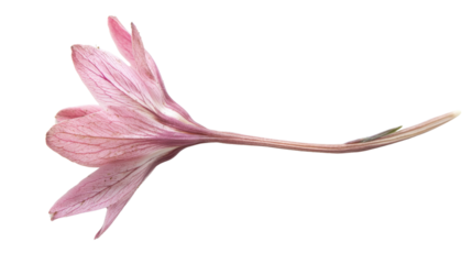 Pink lily flower on transparent background