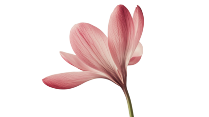 Pink lily flower on transparent background
