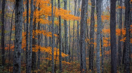 Fototapeta premium Dense woodland during autumn, sunlight filtering through orange leaves, serene quiet, and vibrant forest hues.