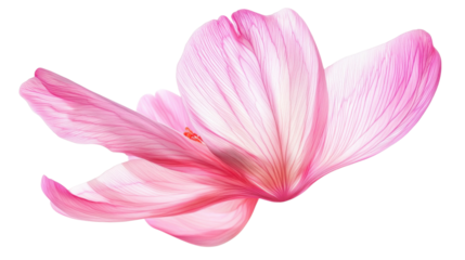 Pink lily flower on transparent background