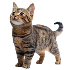 Playful kitten on a transparent background indoor setting cute animal