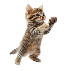 Obraz premium Playful kitten on a transparent background indoor setting action shot