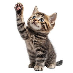 Naklejka premium Playful kitten raising paw on transparent background - cute close-up