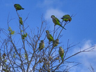 La cotorra monje, cotorra argentina o cotorrita verdigr&iacute;s (Myiopsitta monachus) es una especie de ave de la familia de los loros (Psittacidae) que se distribuye de forma natural por Sudam&eacute;rica