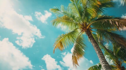 Stunning Palm Tree Landscape Under Sunny Sky