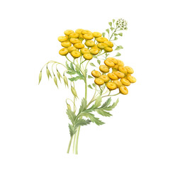 Bouquet of tansy and ears of corn. All elements are hand-painted in watercolor and isolated from the background.