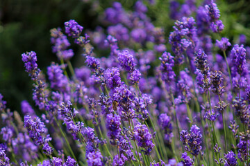 A bunch of purple flowers that are in a field