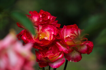 A close up of three pink and yellow roses in a garden