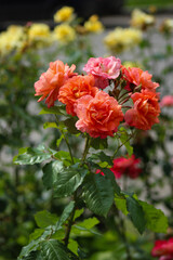 A bunch of orange and pink roses in a garden