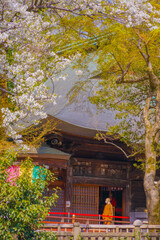 Fototapeta premium 寺院と桜