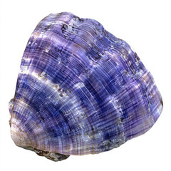 Fototapeta premium Vibrant purple shell with intricate patterns and textures