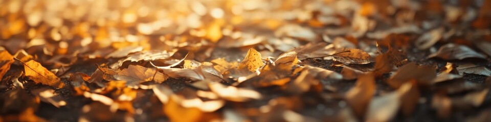 Autumnal fallen leaves carpet with warm sunlight in a forest setting
