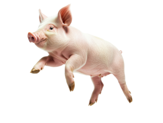 Isolated Leaping Piglet