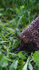 Hedgehog Hiding in Lush Green Grass