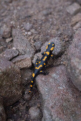 Fire Salamander on Rocky Ground