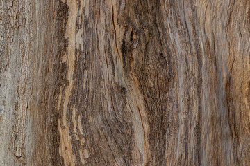 Fototapeta premium bark of a tree close up