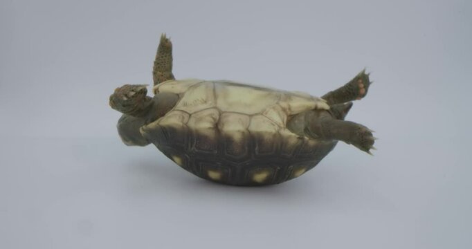 Turtle Tortoise stuck on its back