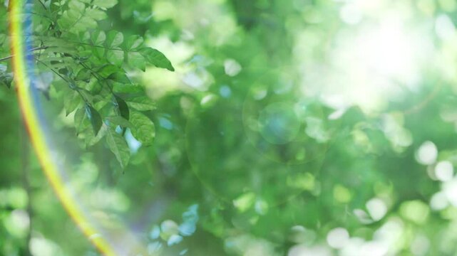 キラキラ輝く春夏の新緑の葉と木漏れ日の輝き　森林の葉のボケの光　輝く太陽の日差しとレンズフレア　眩しい日光とハレーションの強い　自然の風景背景