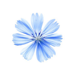 A Chicory Flower Isolated on Black Background,