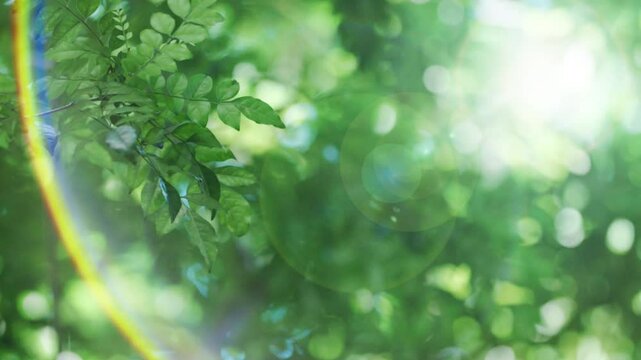 キラキラ輝く春夏の新緑の葉と木漏れ日の輝き　森林の葉のボケの光　輝く太陽の日差しとレンズフレア　眩しい日光とハレーションの強い　自然の風景背景