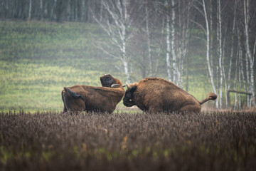 European bison - Bison bonasus on the meadow. Wildlife scene of an European bison