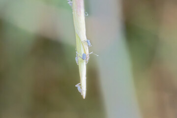 Aphids on the branch