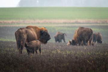 European bison - Bison bonasus on the meadow. Bison Herd on a field. Wildlife scene of an European bison